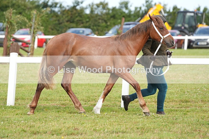 DSC04695 - Class 47: NPS M&M Yearling