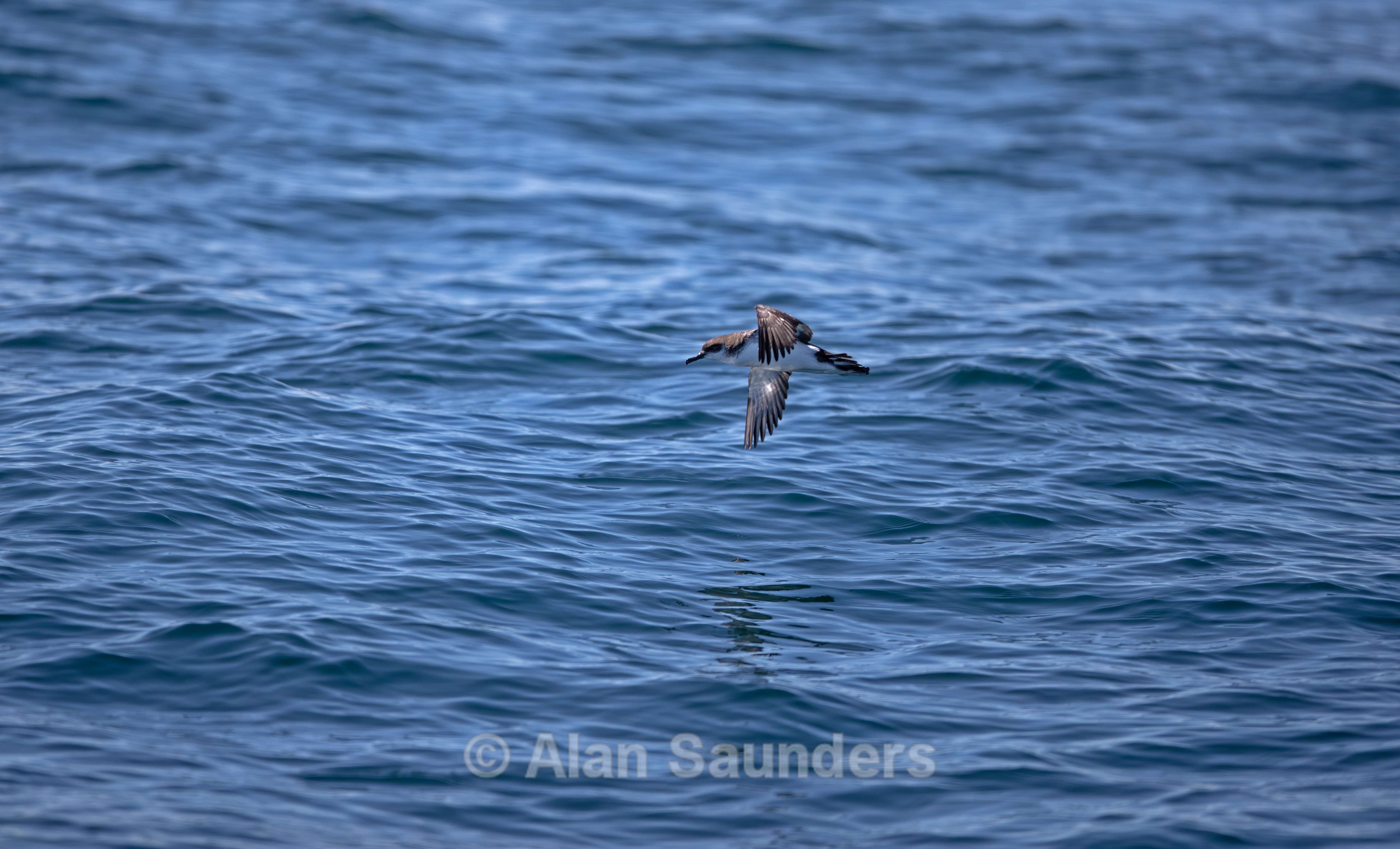 Manx Shearwater 8