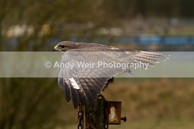 20110312-IMG_2017-127 - Common Buzzard