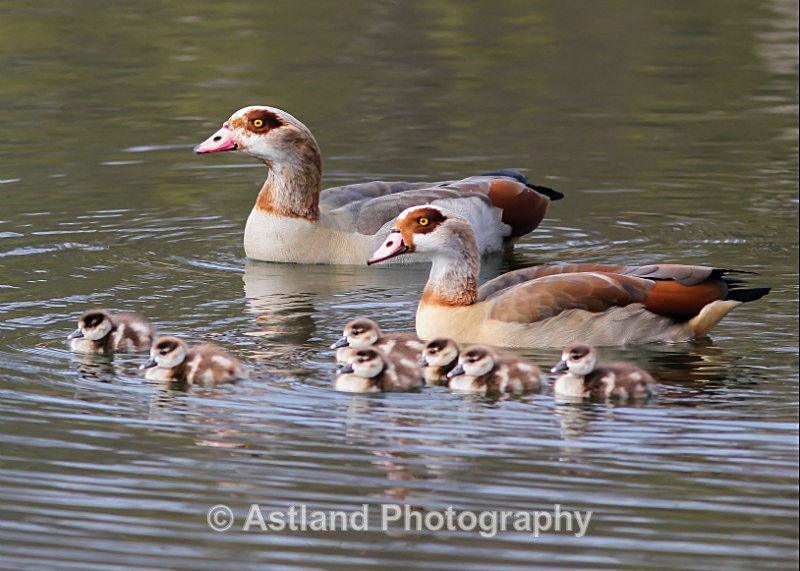 Astland Photography, Bird and Wildlife Images, Susan and Peter Wilson, U.K.