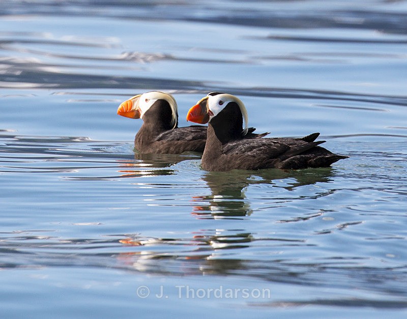  - Sea Birds