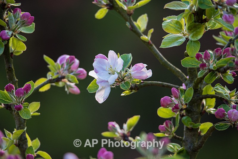 ACP_8637-1 - Plants
