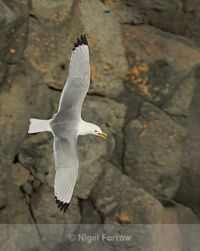 Kittiwake (breeding plumage) calling in flight, Arnastapi, Iceland - Kittiwake