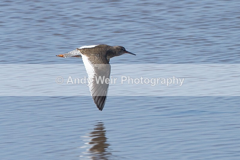 20120325-_MG_0033 - Redshank