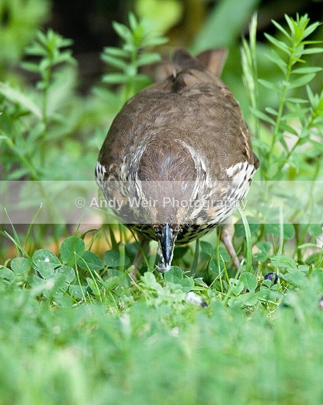 20090602-2009 06 02 021 - Thrushes