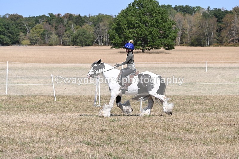 WJ6_8831 - Class 38 Ridden Riding Horse/Pony