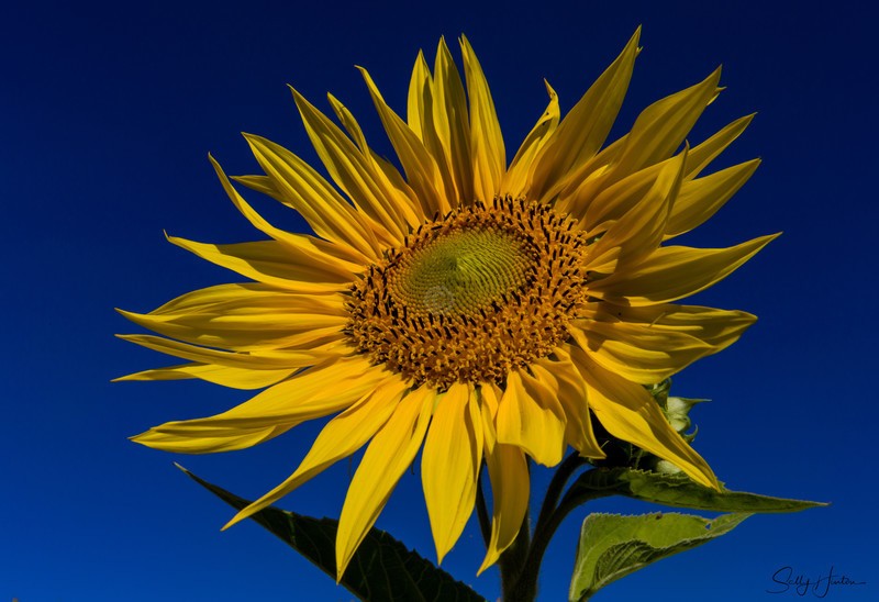 Sunflower 5