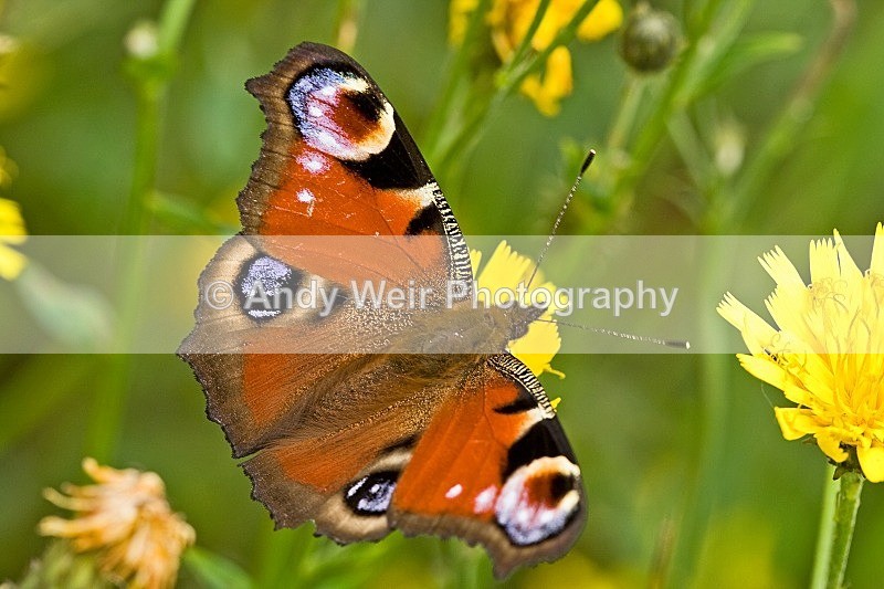 20080825-006 - Butterflies & Moths
