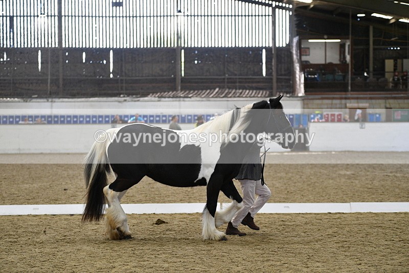 WJ5_4991 - Class 7 In hand coloured / odd coloured