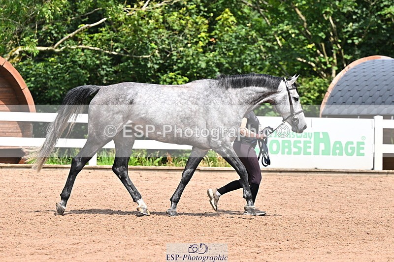 240718A-105301-01453 - Trot Up 12pm to 1pm