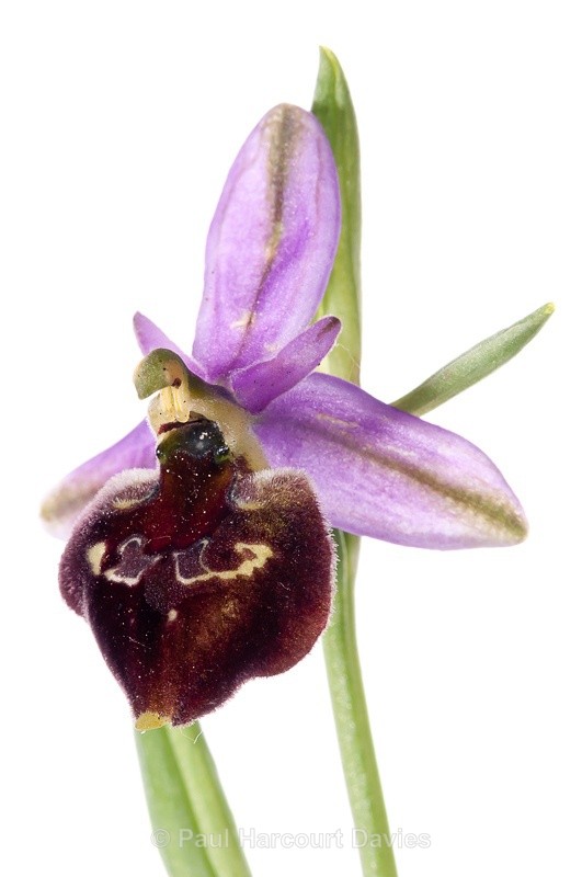  - WB: Orchids - Ophrys