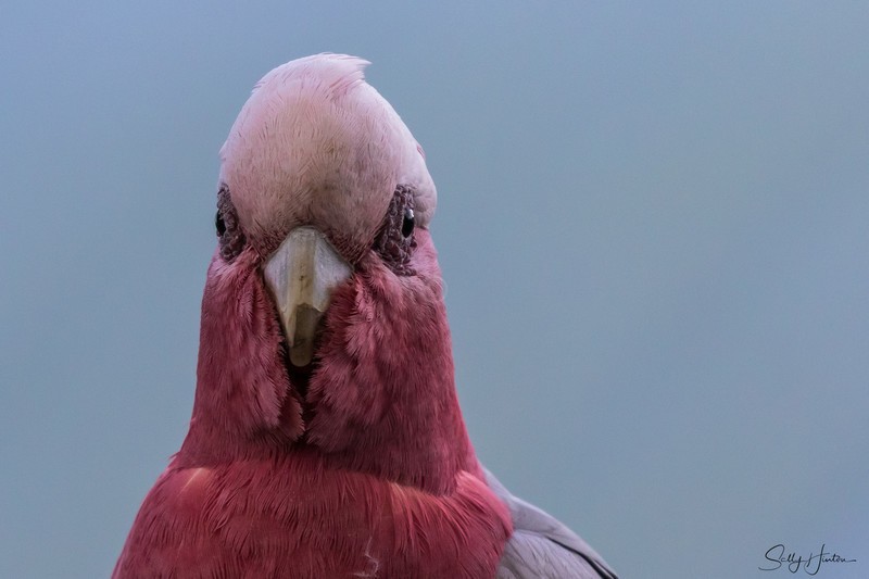 Galah 4