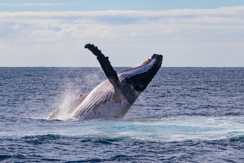 0A3A7385. Sunrise Breach 2 - 2023 Whale Photos
