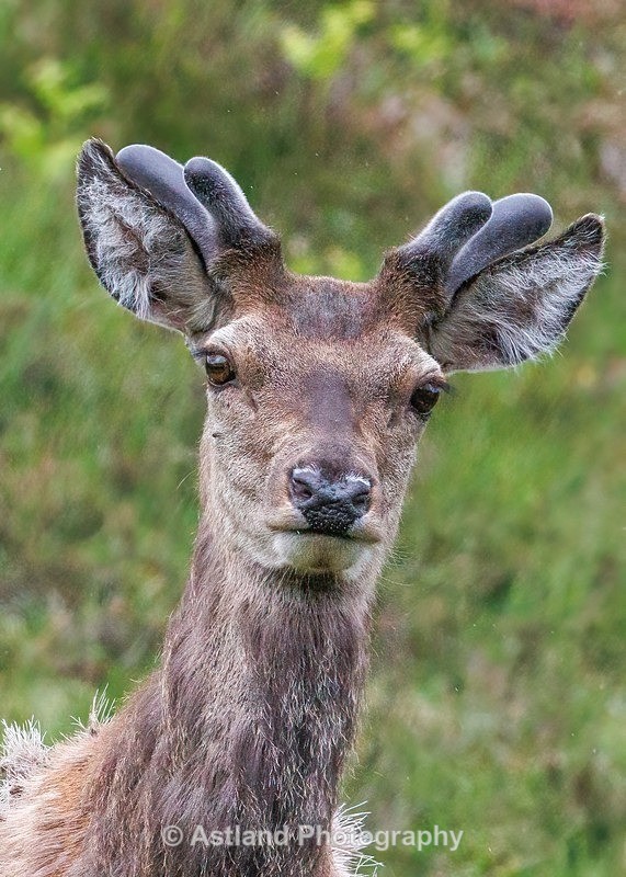 Red Deer - Latest Images
