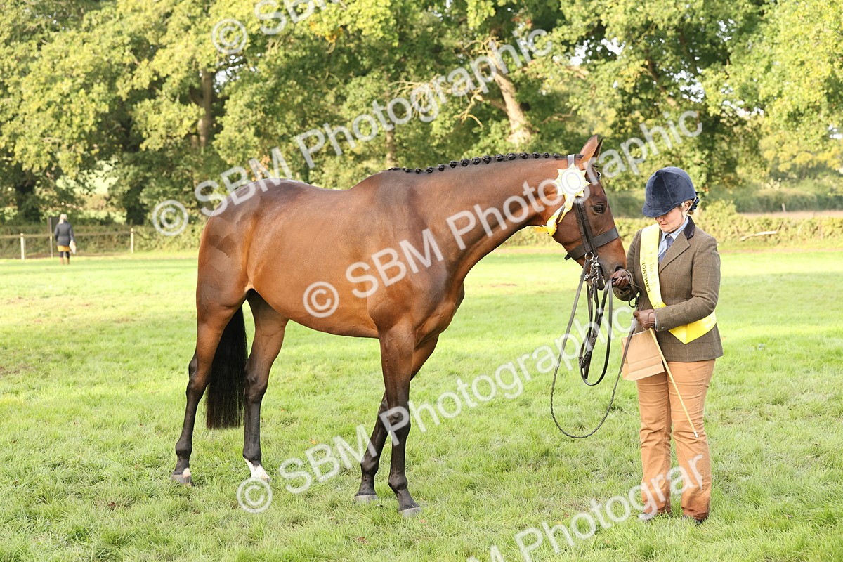 SBM_55009 - S52 - Riding Horse & Hack & thoroughbred In Hand