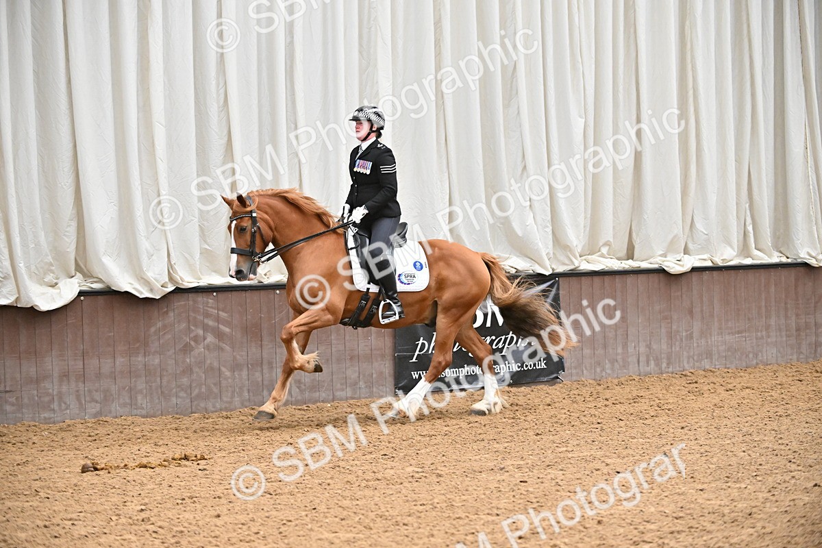 SBM_001475 - Class 19,20 - Ridden Native, Foreign Breeds & Warmbloods