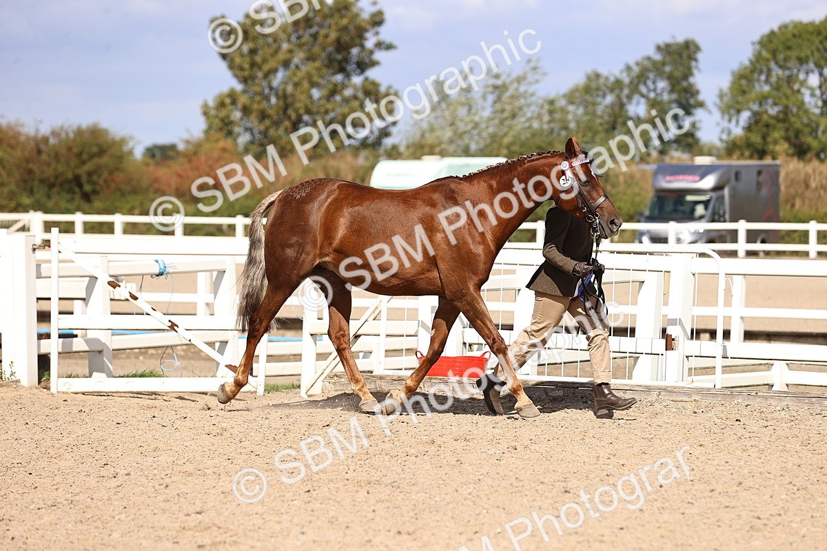 SBM_14335 - Class 411 - Prettiest Mare (IH OR Ridden) Adult