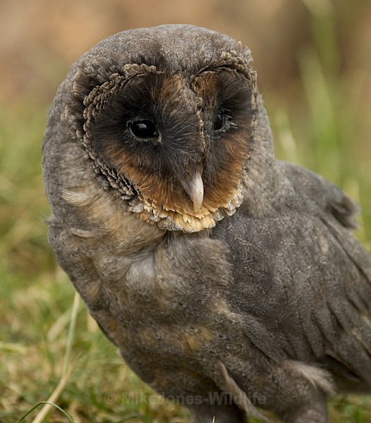 BLACK BARN OWL