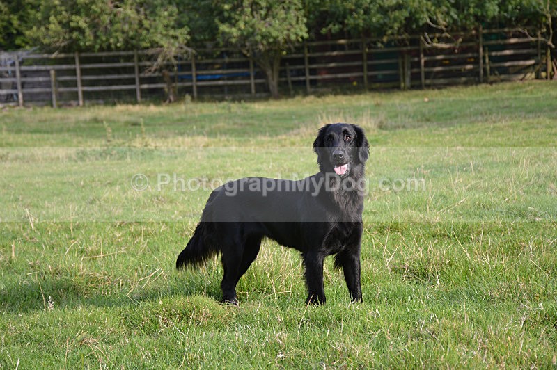  - Flatcoated Retrievers