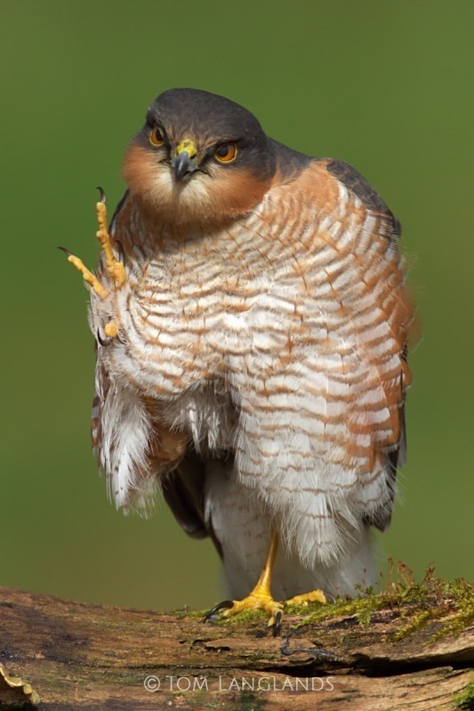 Sparrowhawk - Birds of Prey
