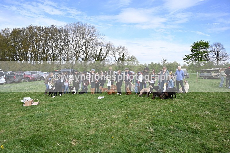 WJ6_9156 - Class 8 Best Working / Gun Dog or Bitch