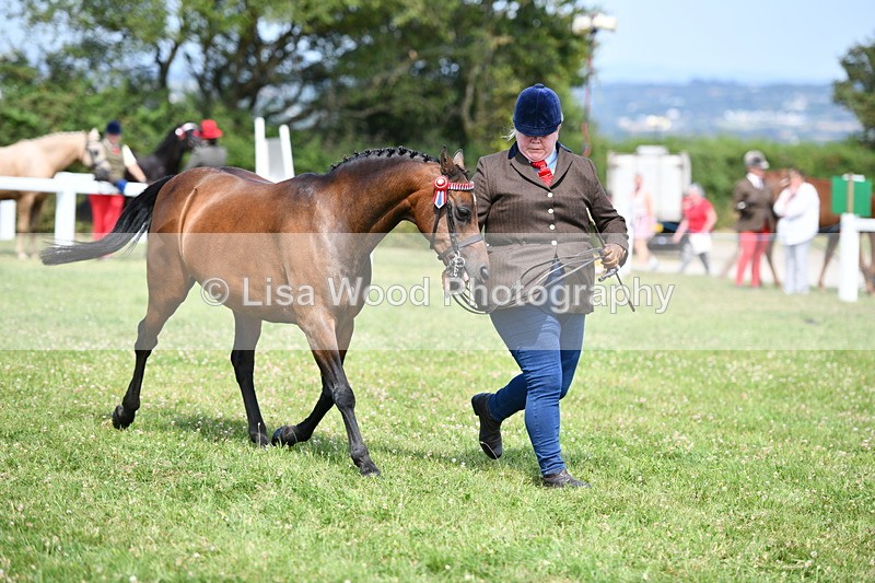 DSC_8363 - Class 68: Part Bred In Hand M & M
