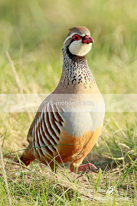 Red-legged partridge 250312  43a - Nature