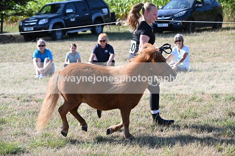 WJ6_7287 - Class 33 Rescue Pony