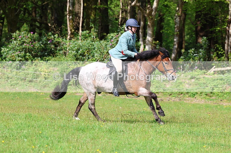 3E7A2668 - Working Hunter Championship