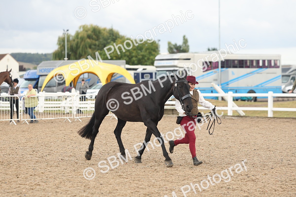 SBM_07876 - Class 28 - IH Veteran Horse