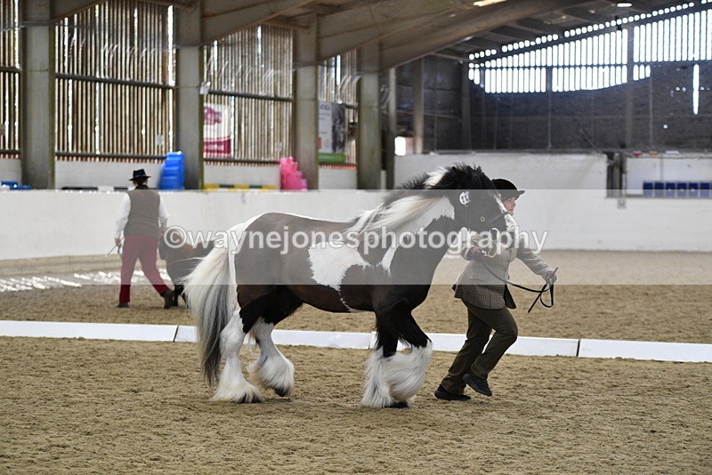 WJ5_5033 - Class 7 In hand coloured / odd coloured