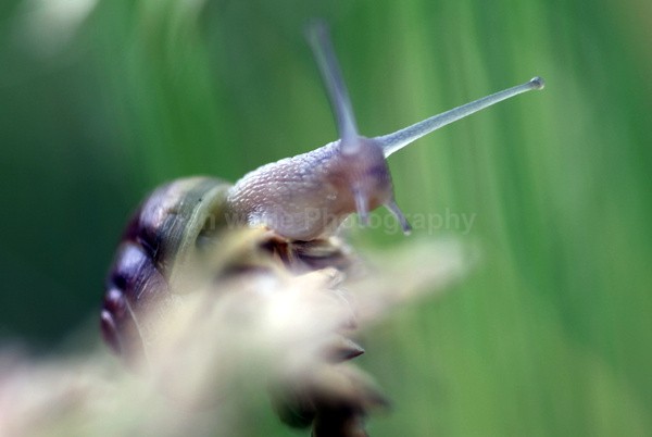  - Insects & Snails, Great Britain