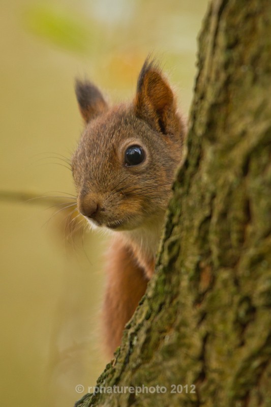 Red Squirrel - Sciurus vulgaris RPNP0678 - Mammals