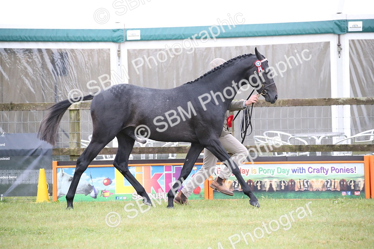 SBM_00220 - Class 17-20 - Arab & Part Bred - Anglo Arab In Hand