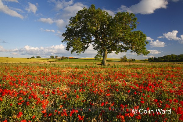 Poppy Field - County Durham
