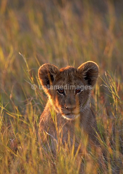 Lion cub - Botswana