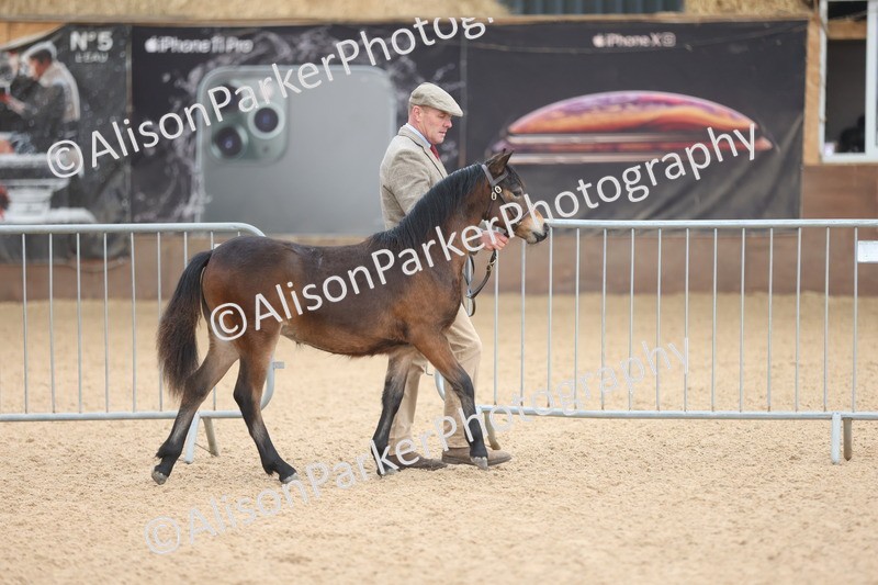 20251109-0469 - Class 17 - Foals