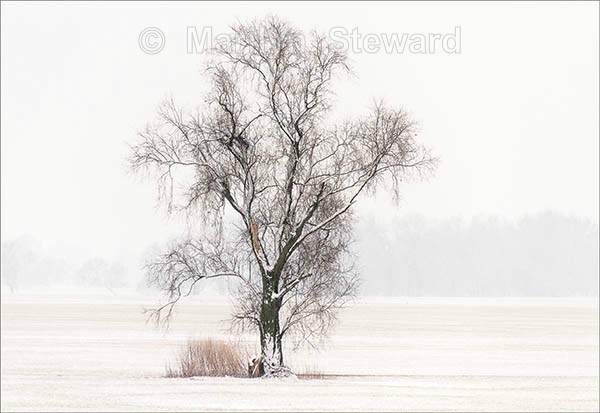 Fresh snow and tree - Exhibition acceptances