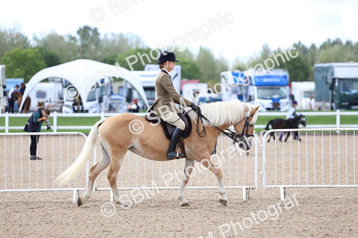 SBM_10734 - Class 305 - Ridden Foreign Breeds - Pure Bred