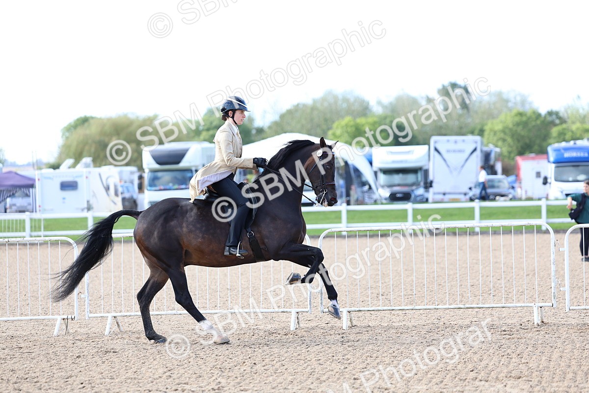 SBM_09116 - Class 303 - Ridden Pure Bred Horse Pony
