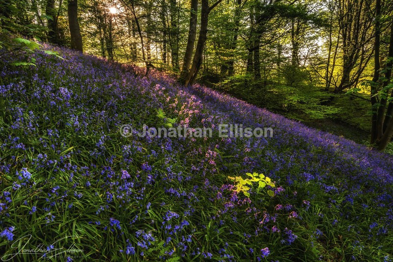Duxbury Woods - Lancashire