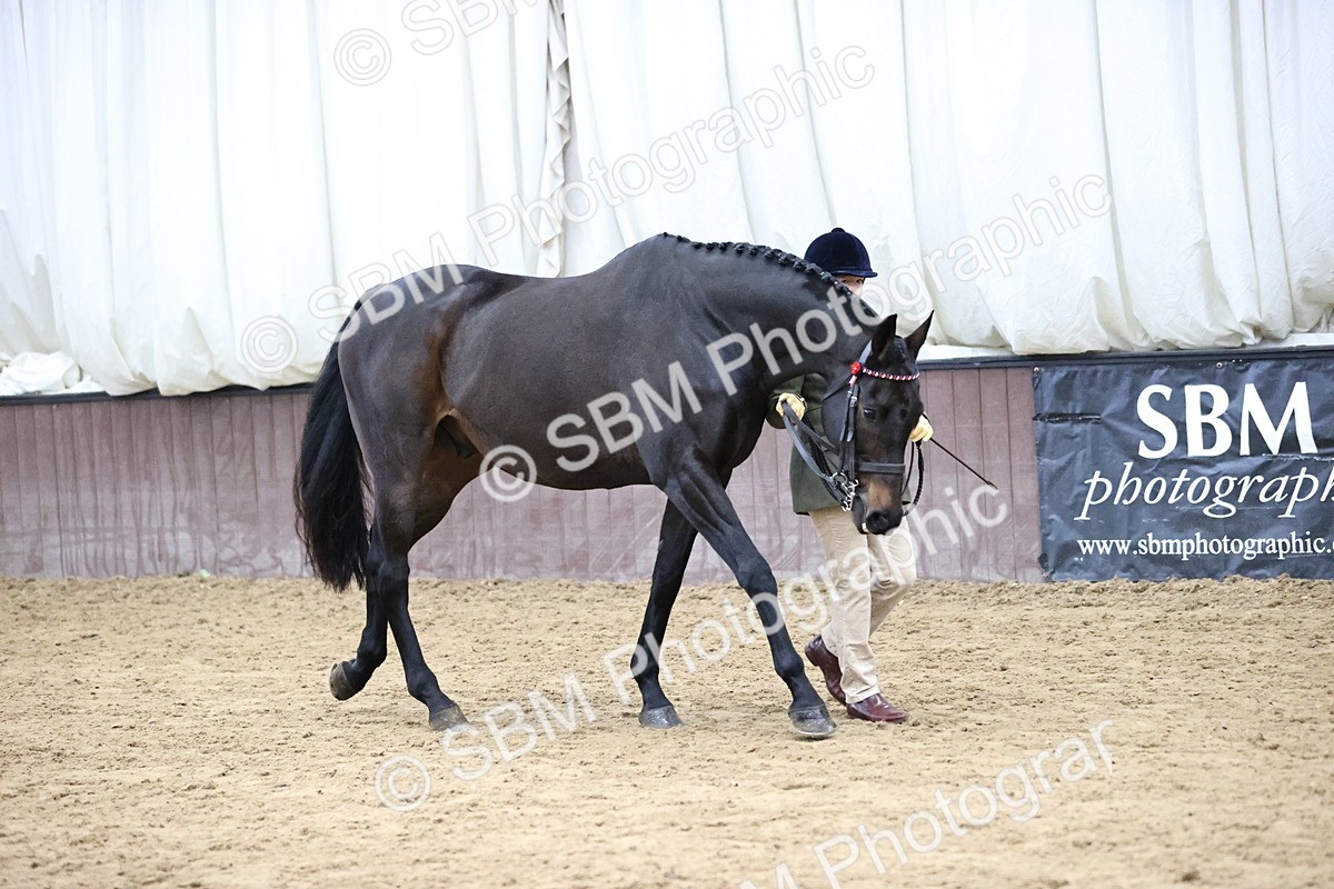 SBM_5726 - Class 3 - BSHA In Hand Show Hunter
