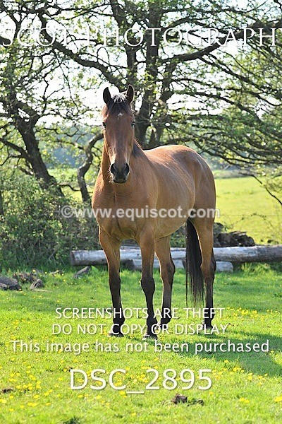 DSC_2895 - ARCHIVE REQUEST - Quincy and Guinness