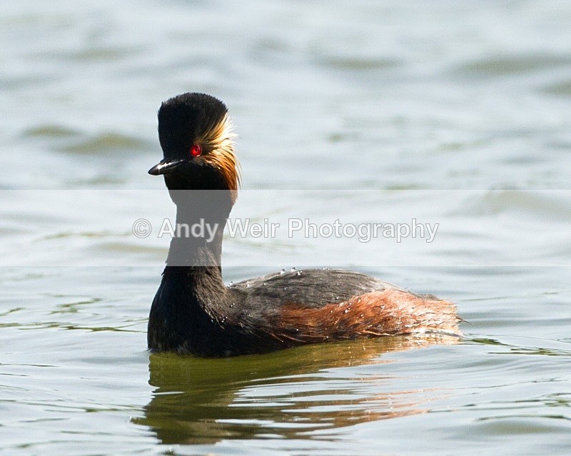 20110410-IMG_3284 - Black-necked Grebe