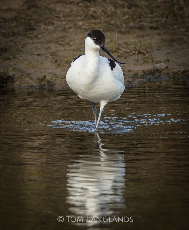 Avocet - Waders