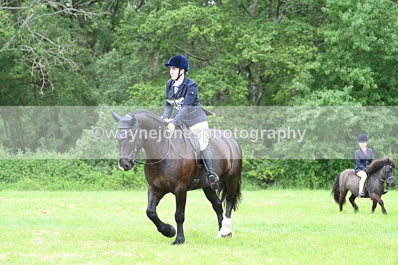 WJ7_4336 - Class 14A Handsome Gelding