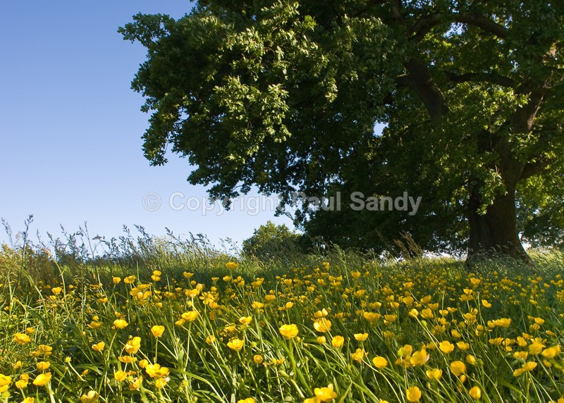 King George V Playing field, Exeter - Seeing the Wood AND the Trees