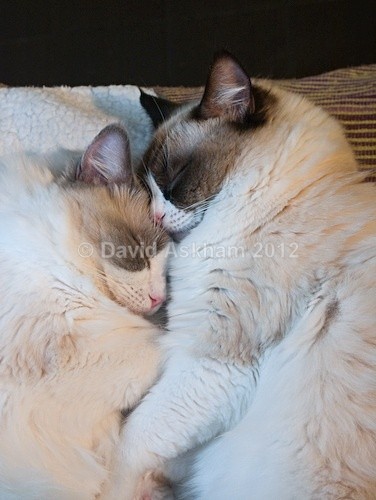 Bosom pals - Pets