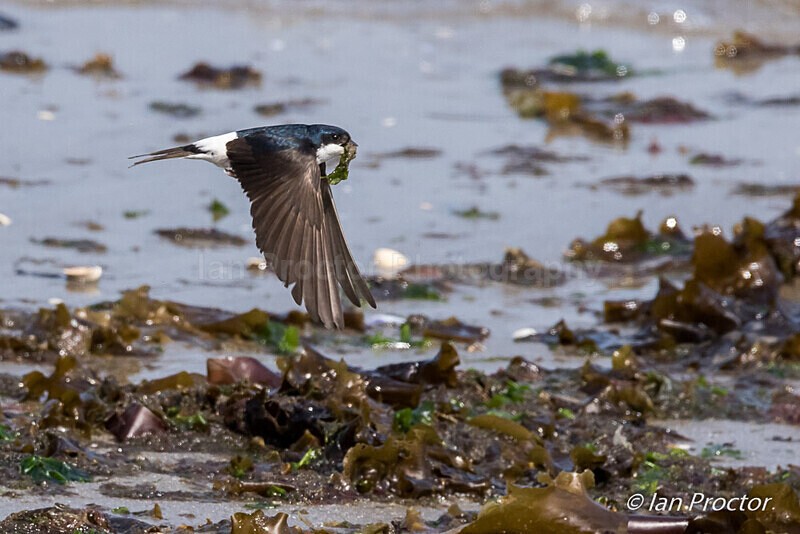 House Martin in flight over shoreline - 1 of 3 - Nature