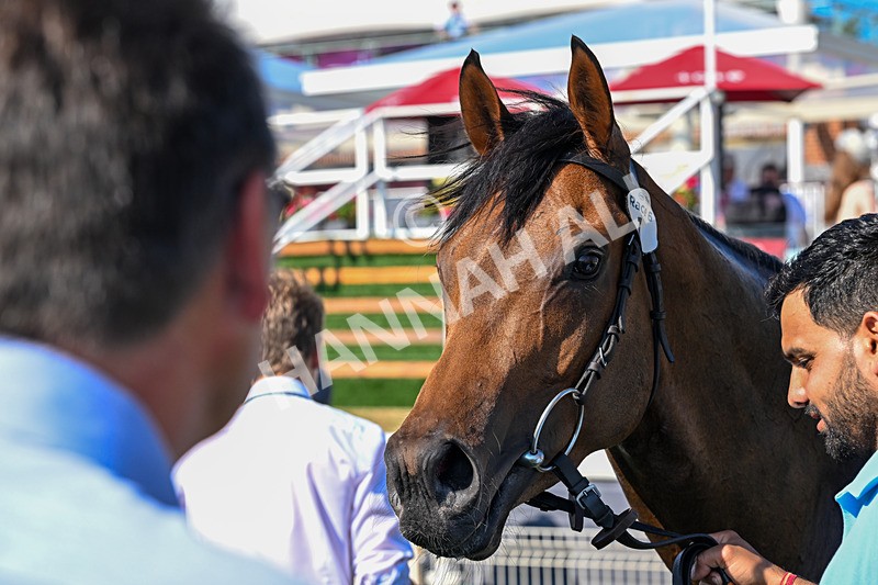 100726-Race 6-Ziggys Triton-0851 - Race 6 17.05pm William Hill Keep Your Raceday Positive Handicap